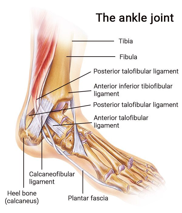 Foot & Ankle Pain Treatment in Muncy, PA - Podiatrist — Shuler Foot Care  Center