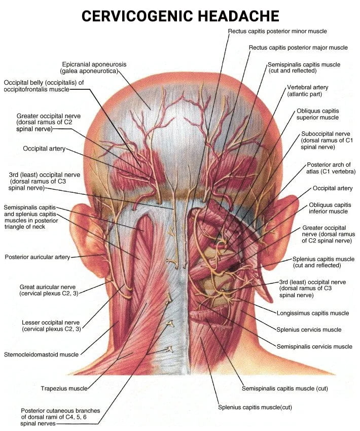 Headaches and Neck Pain Portland & Winchester