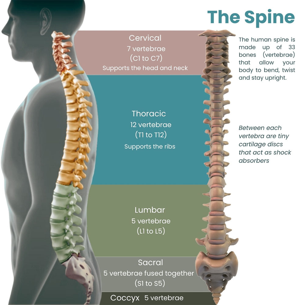 Anatomy of the Spine